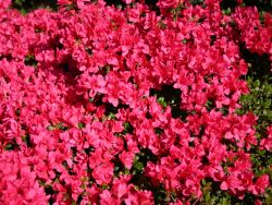 Japanische Azalee `Gislinde`, Rhododendron obtusum `Gislinde` Japanische Azalee `Gislinde`, Rhododendron obtusum `Gislinde`
