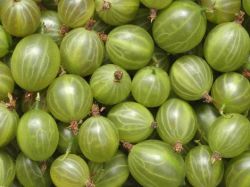 Stachelbeere `Karlin`, Ribes uva-crispa `Karlin`