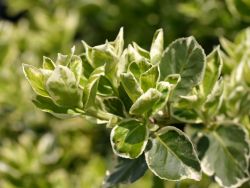 Euonymus fortunei Emerald�n Gaiety - Wei�bunte Kriechspindel