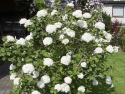 Wohlriechender Schneeball - Viburnum carlesii 'Aurora'