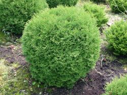 Zwerg-Lebensbaum `Tiny Tim`, 20-25 cm, Thuja occidentalis `Tiny Tim`