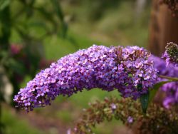 Baumschule Horstmann: Sommerflieder / Schmetterlingsstrauch Darts Purple Rain, 40-60 cm