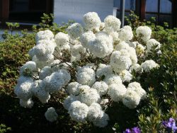 Schneeball `Eskimo`, Stamm 80-90 cm, 100-120 cm, Viburnum `Eskimo`, Stämmchen