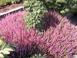 Besenheide / Sommerheide Calluna vulgaris  'Aphrodite' �, 10-15 cm