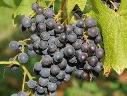 Weintraube New York Muscat