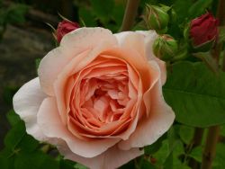 Englische Rose `Ambridge Rose` ®, Rosa `Ambridge Rose` ®