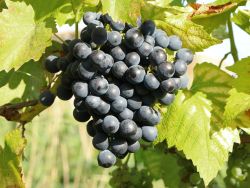 Weintraube 'Muscat Bleu' - Vitis 'Muscat Bleu'