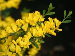 Sandginster - Genista pilosa