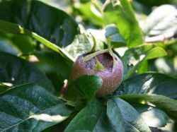 Mispel, großfrüchtig / Echte Mispel, Mespilus germanica, Wurzelware