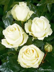 Rose Mythos hier bestellbar Foto Horstmann