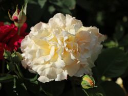 Edelrose 'Comtessa' � - Rosa 'Comtessa' �