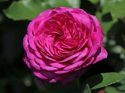 Heidi Klum Rose Foto Horstmann hier bestellbar
