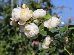 Kletterrose 'Uetersener Klosterrose'