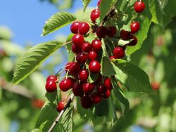 Sauerkirsche 'Saphir' � - Prunus 'Saphir' �