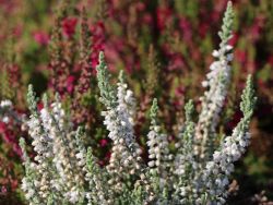Besenheide / Sommerheide 'Beoley Silver', 10-15 cm, Containerware