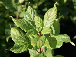 Knopfbusch, 40-60 cm, Cephalanthus occidentalis, Containerware