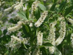 Virginische Rosmarinweide - Itea virginica