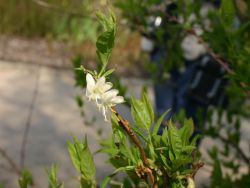 Winter-, Duft -Heckenkirsche, 60-100 cm, Lonicera purpusii, Containerware
