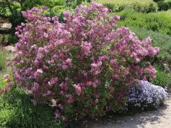 Baumschule Horstmann: Zwerg-Duftflieder Palibin, 40-60 cm, Syringa meyeri Palibin, Containerware