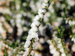 Besenheide / Sommerheide 'Kinlochruel' - Calluna vulgaris 'Kinlochruel'