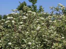 Wei�bunter Purpur-Hartriegel - Cornus alba 'Sibirica Variegata'