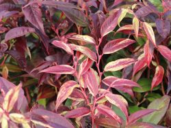 Traubenheide 'Rainbow' / Traubenmyrte 'Rainbow' - Leucothoe walteri 'Rainbow'