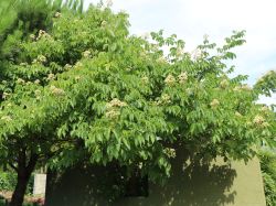 Tausendblütenstrauch / Bienenbaum, 60-80 cm, Euodia hupehensis, Containerware