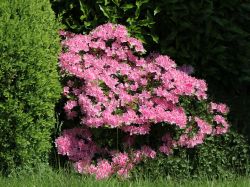 Baumschule Horstmann: Japanische Azalee Kermesina Rose, 20-25 cm, Containerware