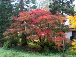 F�cher-Ahorn 'Seiryu' - Acer palmatum 'Seiryu'