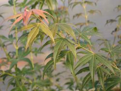 Baumschule Horstmann: Fächer-Ahorn Shino buga oka, 40-60 cm, Acer palmatum Shino buga oka