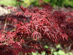 Baumschule Horstmann: Fächer-Ahorn Trompenburg, 40-60 cm, Acer palmatum Trompenburg, Containerware