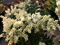 Schattengl�ckchen 'Prelude' - Pieris japonica 'Prelude'