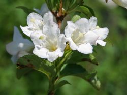 Weigelie 'Snowflake' - Weigela 'Snowflake'