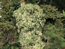 Buntlaubiger Kaukasischer Efeu, Hedera colchica `Dentata Variegata` Buntlaubiger Kaukasischer Efeu, Hedera colchica `Dentata Variegata`