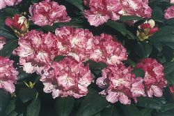 Rhododendron `Frühlingsanfang`