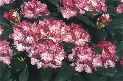 Rhododendron `Fr�hlingsanfang`, 25-30 cm, Containerware