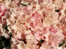 Rhododendron `Colibri`, Rhododendron yakushimanum `Colibri`
