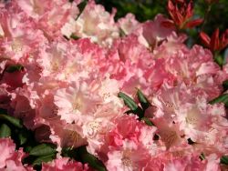 Rhododendron `Loreley`, Rhododendron yakushimanum `Loreley`