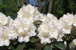 Rhododendron 'Silberglanz' - Rhododendron yakushimanum 'Silberglanz'