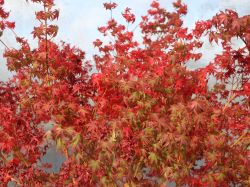 Baumschule Horstmann: Fächer-Ahorn Katsura, 40-60 cm, Acer palmatum Katsura, Containerware