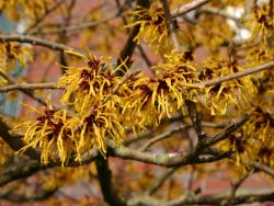 Zaubernuß 'Arnold Promise', 80-100 cm, Hamamelis intermedia 'Arnold Promise'