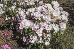 Rhododendron `Mist Maiden`, Rhododendron yakushimanum `Mist Maiden`