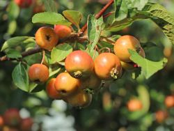 Roter Zierapfel Evereste
