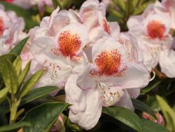Rhododendron `Mrs.T.H.Lowinsky`, 40-50 cm, Containerware