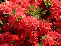 Japanische Azalee 'Satschiko' / Geisha Orange � - Rhododendron obtusum 'Satschiko' �