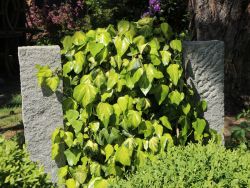 Kaukasus Efeu `Sulphur Heart`, Hedera colchica `Sulphur Heart` Kaukasus Efeu `Sulphur Heart`, Hedera colchica `Sulphur Heart`