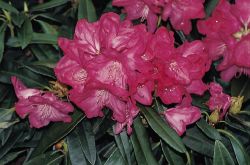 Rhododendron makinoi `Diamant`, 25-30 cm, Containerware