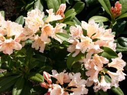 Rhododendron Hybride `Gloria`, 50-60 cm, Containerware