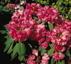 Rhododendron orbiculare `Monika`, 30-40 cm, Containerware