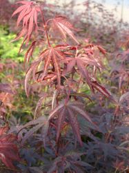 Fächer-Ahorn `Hessei`, 40-50 cm, Acer palmatum `Hessei`, Containerware Fächer-Ahorn `Hessei`, 40-50 cm, Acer palmatum `Hessei`, Containerware